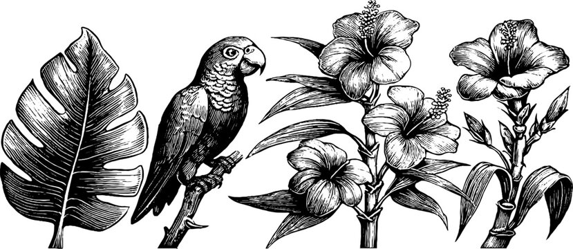 Vintage engraved monstera leaves orchids and parrot botanical elements for tropical poster background and floral design