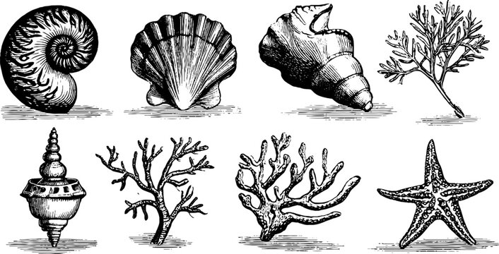 Vintage engraved nautilus conch coral and starfish sheet with scallop spiral shell and sea branch for retro background and design elements