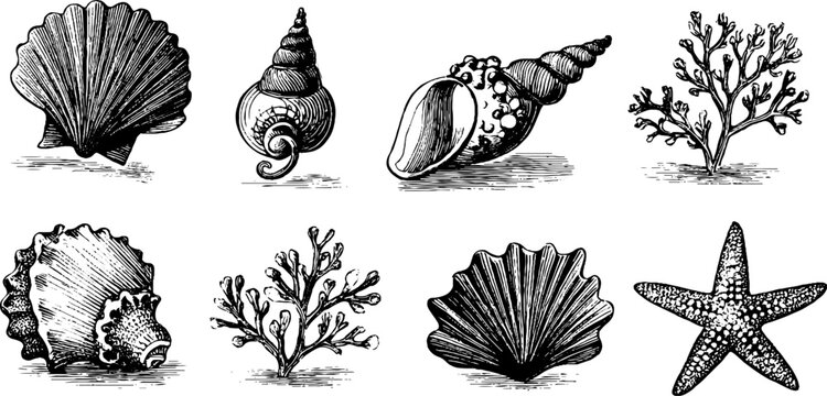 Vintage engraved seashell and coral clipart sheet with starfish and scallop for decorative design background and poster