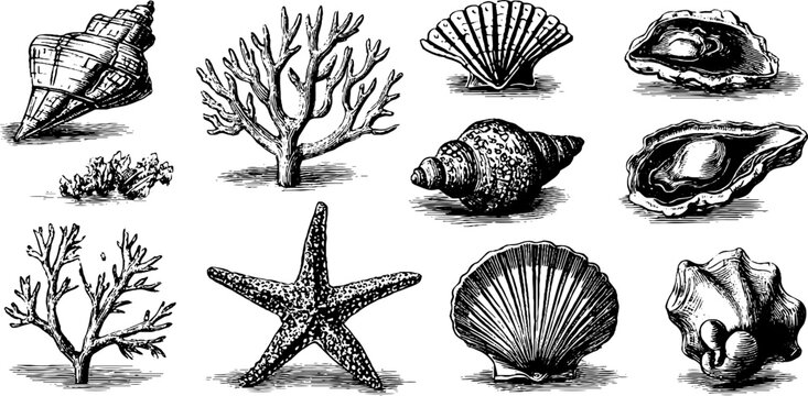 Vintage engraved shell and coral specimen clipart sheet with starfish and oyster for marine pattern and beach design