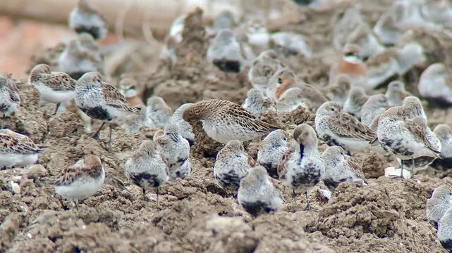 Large flock of dunlin shorebirds resting on muddy ground in natural habitat
