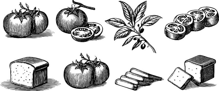 Vintage engraved clipart sheet of tomatoes mozzarella cheese bread slices and olive branch for menu and packaging design