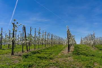 Obraz premium view through a flourishing apple orchard in full spring bloom, featuring rows of trees with white and pink blossoms under a clear blue sky in the Lake Constance region.