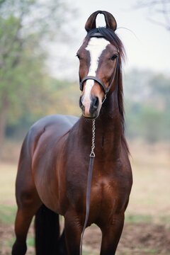 portrait of dark bay Marwari colt posing in garden at cloudy day. Indian authentic horse breed.  India