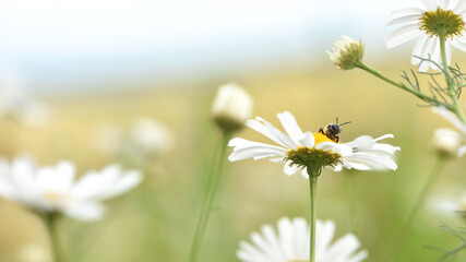 bee on a chamomile. Close-up of a small wild bee searching for pollen and food on a chamomile flower. Other flowers in the background. Macro photo of an insect in its natural habitat. Beauty in nature © Oleksandr Filatov