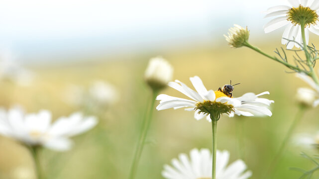 bee on a chamomile. Close-up of a small wild bee searching for pollen and food on a chamomile flower. Other flowers in the background. Macro photo of an insect in its natural habitat. Beauty in nature