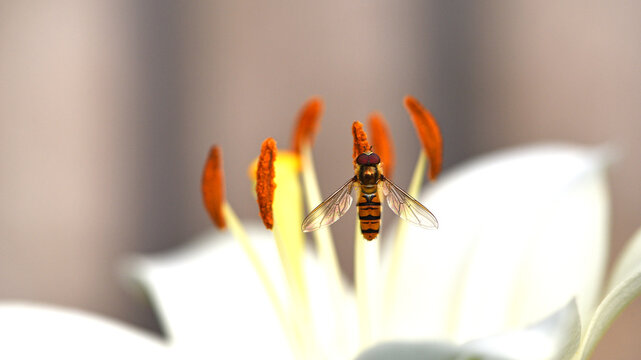 Episyrphus balteatus. Close-up of a female marmalade hoverfly. Hainschwebfliege, syrphe ceinture, mosca cernidora. resting on a lily flower. Macro of an insect in its natural habitat. Beauty in nature
