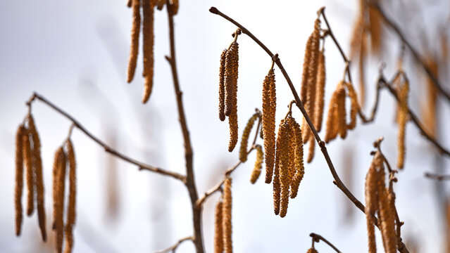 Blooming hazel catkins in early spring, producing the first pollen of the season to both trigger allergies and sustain bees and insects. A close-up of catkins on hazelnut branches. Gardening