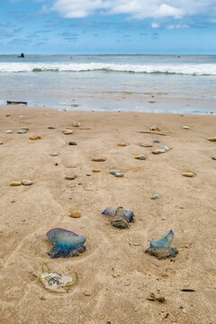 Portuguese Man O War Jellyfish Washed Up on Sandy Beach