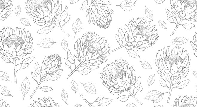 Hand drawn black and white seamless pattern of protea flowers and leaves in a detailed sketch style for adult coloring book.