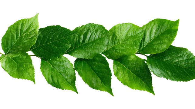 botanical cutout of fresh green leaves, vibrant natural foliage with detailed veins and organic texture, sharp focus, clean edges high definition, isolated on white background