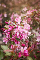 Naklejka premium beautiful, blooming buds of a pink apple tree on a spring day