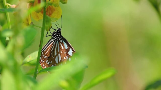 Blue tiger butterfly with translucent blue markings resting on yellow flower while feeding on nectar, soft green bokeh background with copy space on the right, peaceful nature scene in slow motion