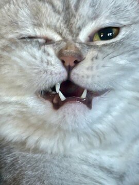 portrait of a cat