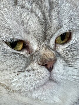 portrait of a cat