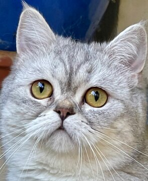 portrait of a cat