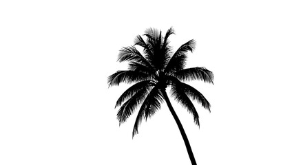 Obraz premium Black palm tree silhouette, tropical icon, palm tree, vector illustration
