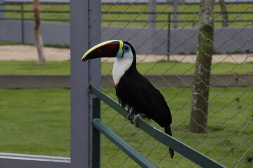 toucan standing on the railing  toucan is black © Asazz