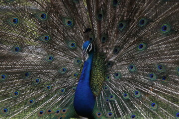 Obraz premium Peacock A peacock spreads its tail Beautiful