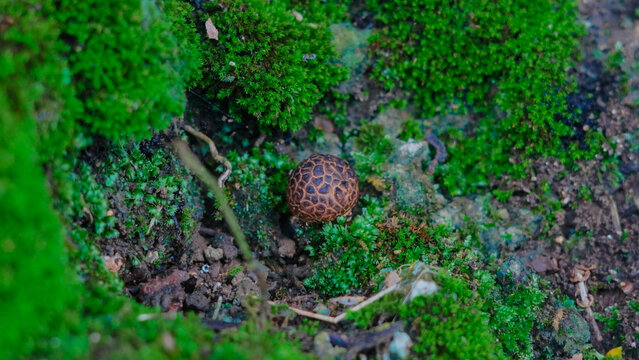 Melinjo mushroom or tangkil mushroom (Scleroderma sp.) is a seasonal wild mushroom that grows on the ground around melinjo trees, especially during the rainy season.