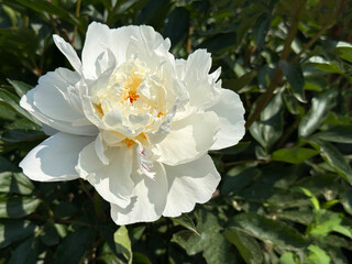 Pure white peony paeonia flower. © OLENA LIALINA