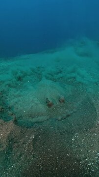 Blue spotted stingray (Taeniura lymma) digging into sandy substrate while hunting. Vertical 4K UHD footage, real-time ambient sound, Tulamben Bali Indonesia.