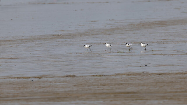 Line of Pied Avocets (Recurvirostra avosetta) on a Beach