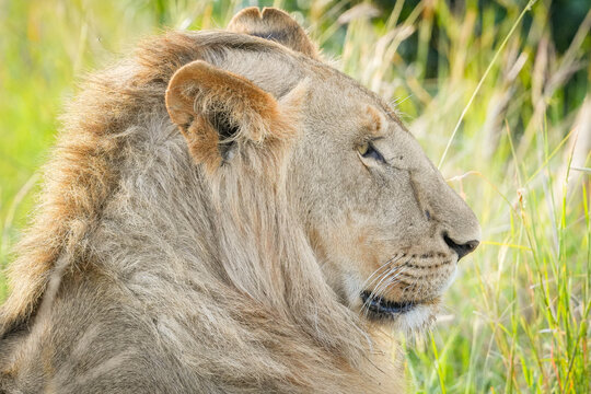 leones en kenia, masai mara, samburu y nakuru