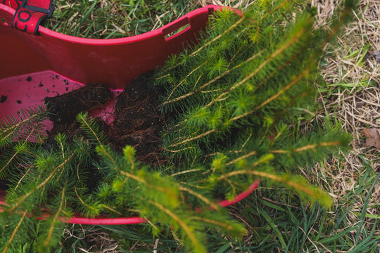 Young conifer tree seedlings with soil root balls prepared for planting in a red plastic forestry container, reforestation and sustainable nursery concept