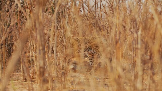 A wild leopard with a spotted coat walks cautiously through dry bushes before settling into a crouched position on the sandy ground of the african savanna during the golden hour of the afternoon