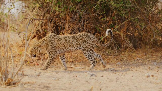 A wild leopard with a spotted coat walks cautiously through dry bushes before settling into a crouched position on the sandy ground of the african savanna during the golden hour of the afternoon