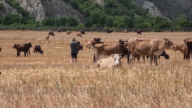 A diverse herd of cattle roams across a dry golden pasture at the base of rugged hills while a solitary person walks through the field under a bright and clear sky in a rural landscape