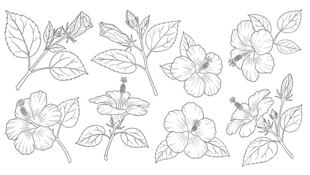 Detailed black and white sketches of various hibiscus flowers and buds with leaves shown from multiple angles.