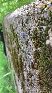 Pill Bug Climbing Down a Concrete Wall