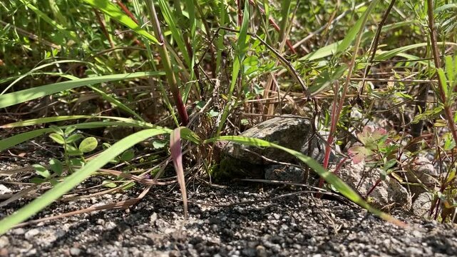 grass in the ground and pill bug