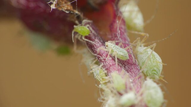 Aphids insect infestation extreme close up stock footage