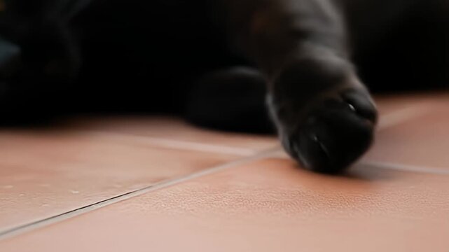 Close-up of a black cat's paw on terracotta tile, focusing on the paw's pads