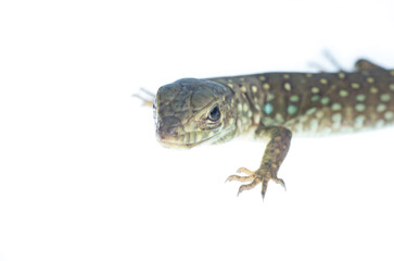 Fototapeta premium Portrait close-up of a juvenile Ocellated lizard on white background 