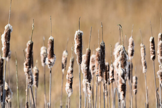 Several seed heads of common bulrush, Typha latifolia, standing next to each other on a sunny day. Taken in Fochtelo&euml;rveen nature reserve in Friesland, Netherlands.