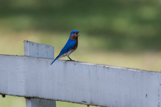 Eastern Bluebird Singing From White Fence in Soft Green Background