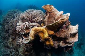 beautiful coral reefs upclose along the waters of Laguindingan © Dindo Bibera Nueza 