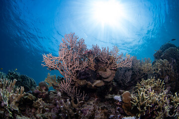 coral reef, gorgonian coral formations with sun rays behind, philippines © Dindo Bibera Nueza 