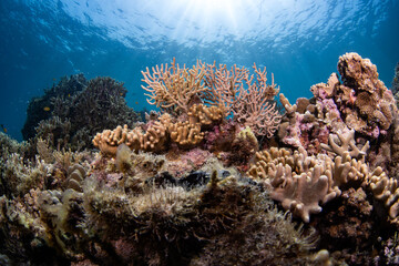 coral reef, gorgonian coral formations with sun rays behind, philippines © Dindo Bibera Nueza 