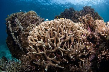 beautiful coral reefs upclose along the waters of Laguindingan © Dindo Bibera Nueza 