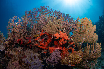 coral reef, gorgonian coral formations with sun rays behind, philippines © Dindo Bibera Nueza 