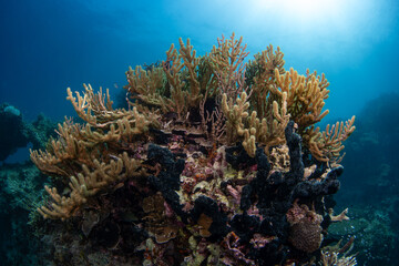 beautiful coral reefs upclose along the waters of Laguindingan © Dindo Bibera Nueza 