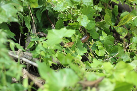 European legless lizard in nature.