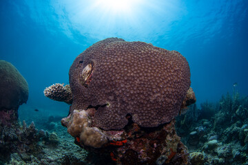Coral reefs of Moog, Laguindingan © Dindo Bibera Nueza 