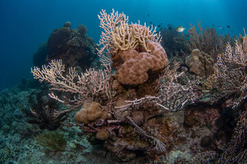 Coral reefs of Moog, Laguindingan © Dindo Bibera Nueza 