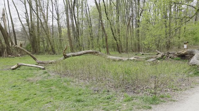 trees in the park road drzewa w parku droga 